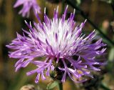 Centaurea stoebe