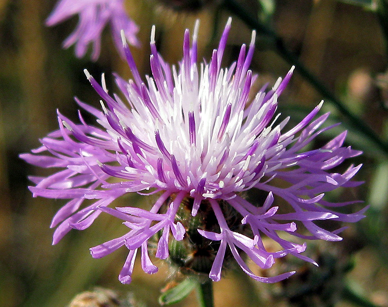 Image of Centaurea stoebe specimen.