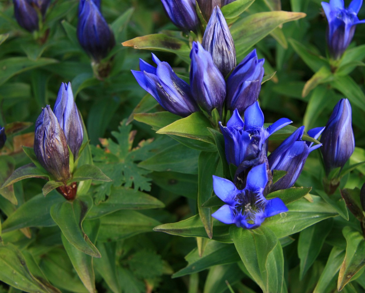 Image of Gentiana septemfida specimen.