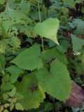 Saussurea petiolata. Нижняя часть растения. Приморский край, Партизанский р-н, окр. пос. Врангель, дачи \"Заповедное\", дубовый лес с липой амурской и берёзой даурской на северном склоне. 18.09.2014.