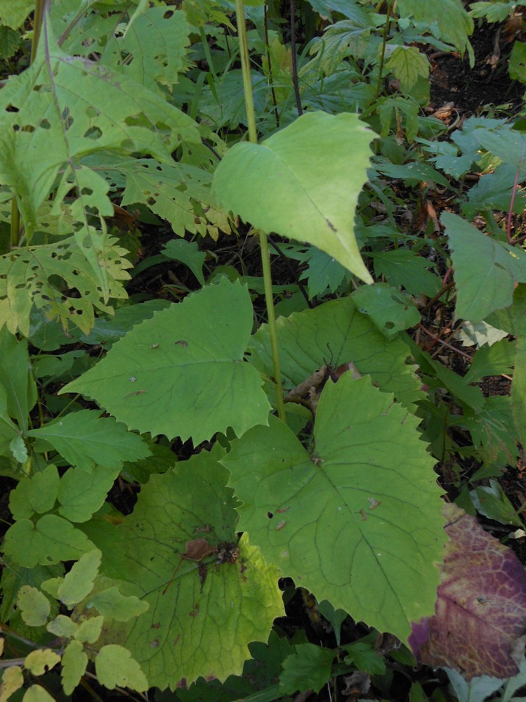 Image of Saussurea petiolata specimen.