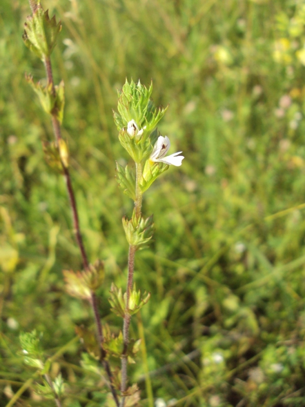 Image of Euphrasia stricta specimen.