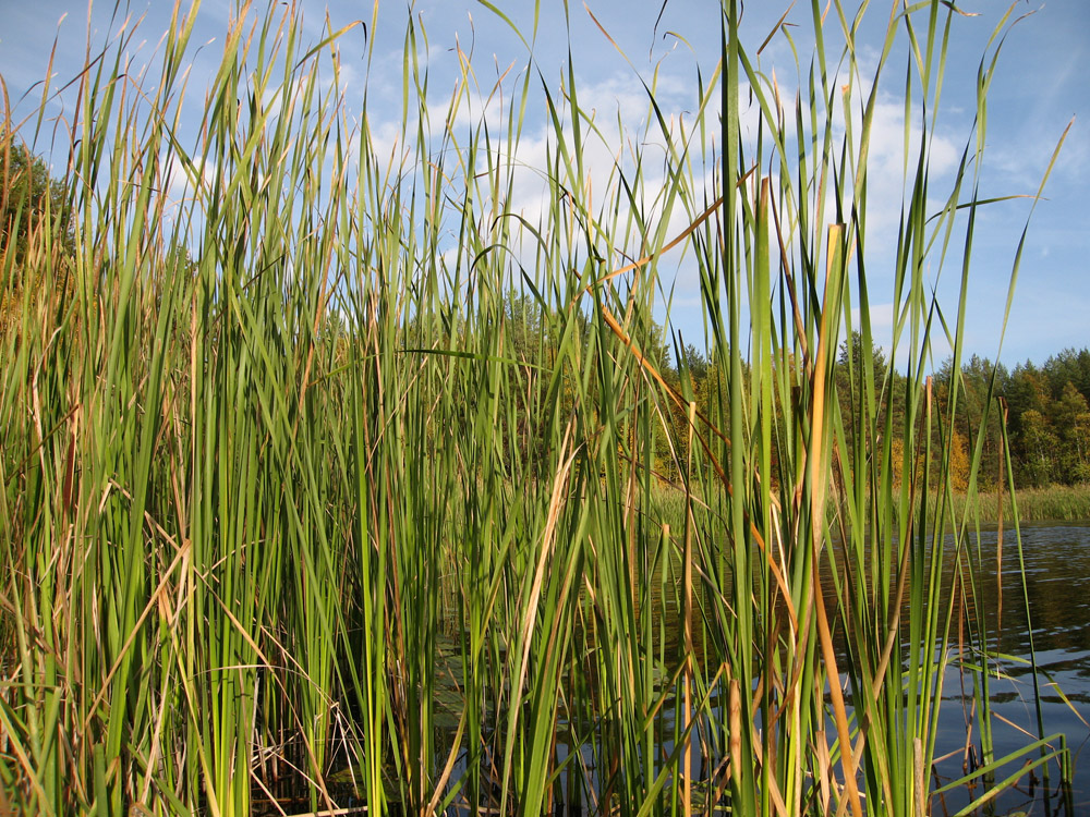 Изображение особи Typha angustifolia.