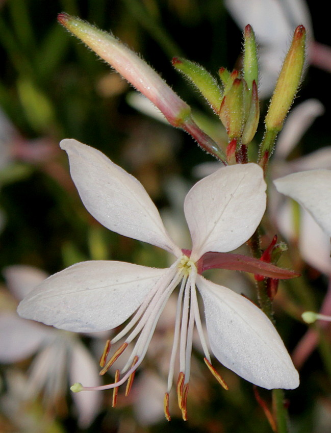 Изображение особи Gaura lindheimeri.