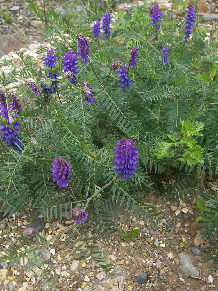 Image of Vicia grossheimii specimen.