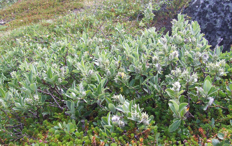 Изображение особи Salix glauca.