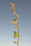 Atriplex prostrata