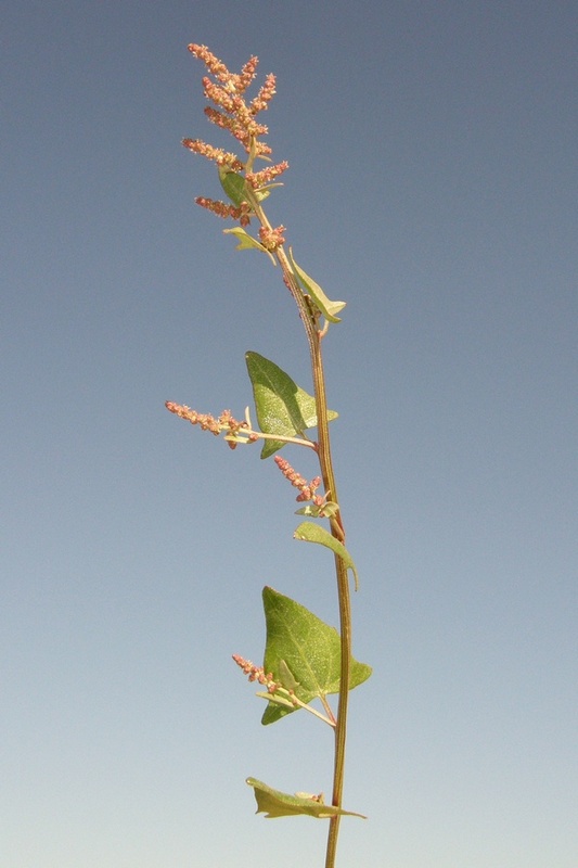 Изображение особи Atriplex prostrata.