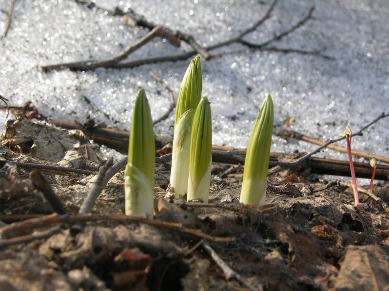 Изображение особи Veratrum oxysepalum.