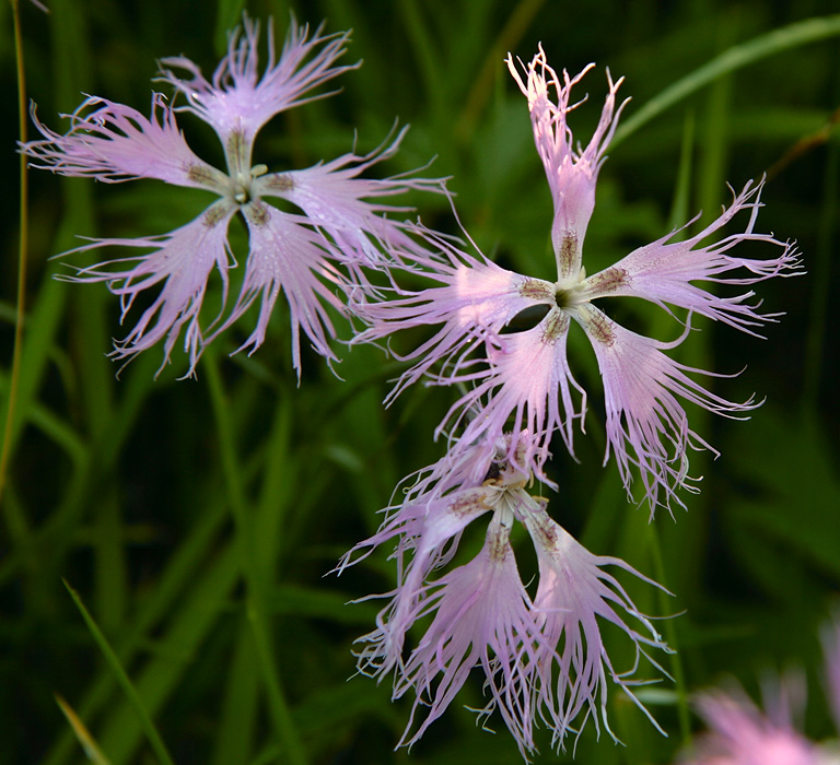 Image of Dianthus superbus specimen.