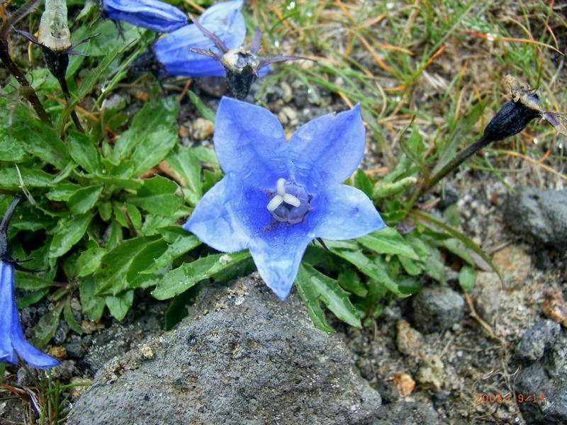 Изображение особи Campanula lasiocarpa.