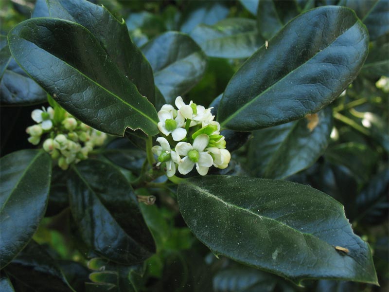 Изображение особи Ilex aquifolium.