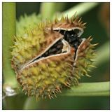 Datura stramonium. Раскрывшаяся коробочка. Республика Абхазия, г. Сухум, морской пляж. 18.08.2009.