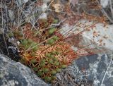 Saxifraga spinulosa. Плодоносящее растение. Бурятия, плато п-ова Святой нос, 1800 м н.у.м., на скале. 22.07.2009.