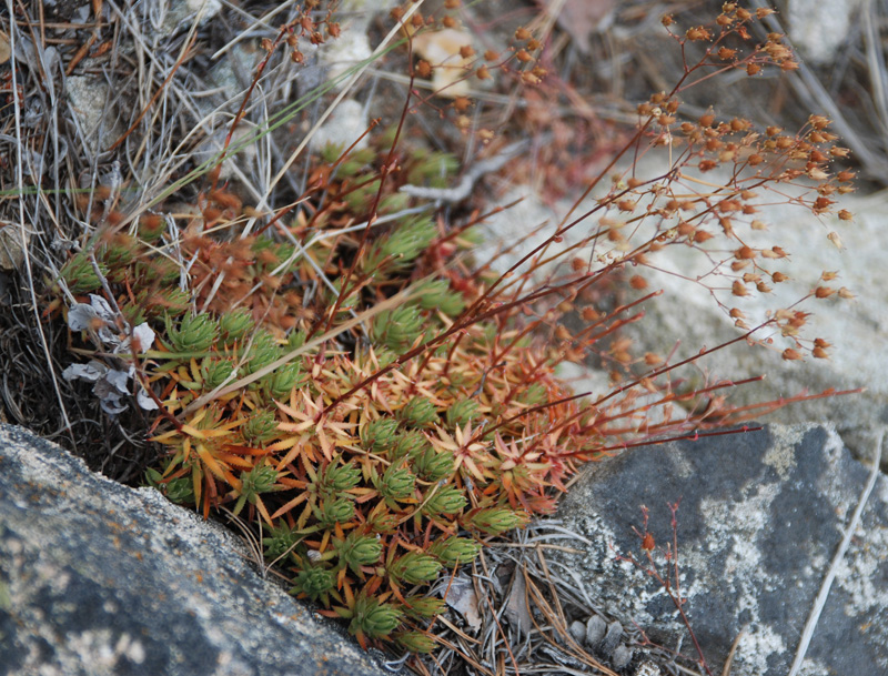Image of Saxifraga spinulosa specimen.