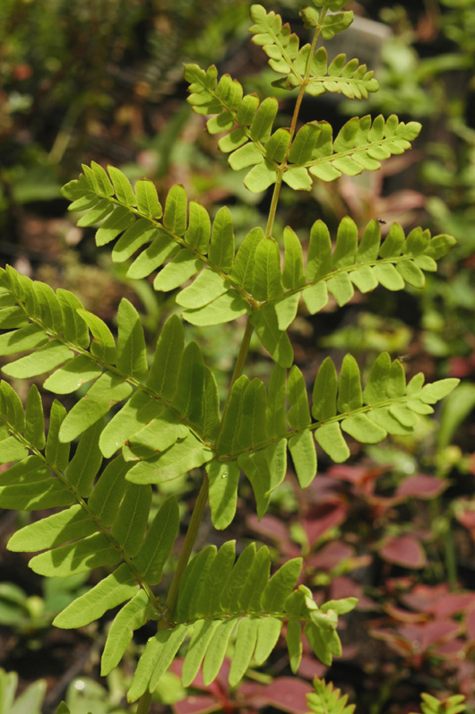 Image of Osmunda regalis specimen.