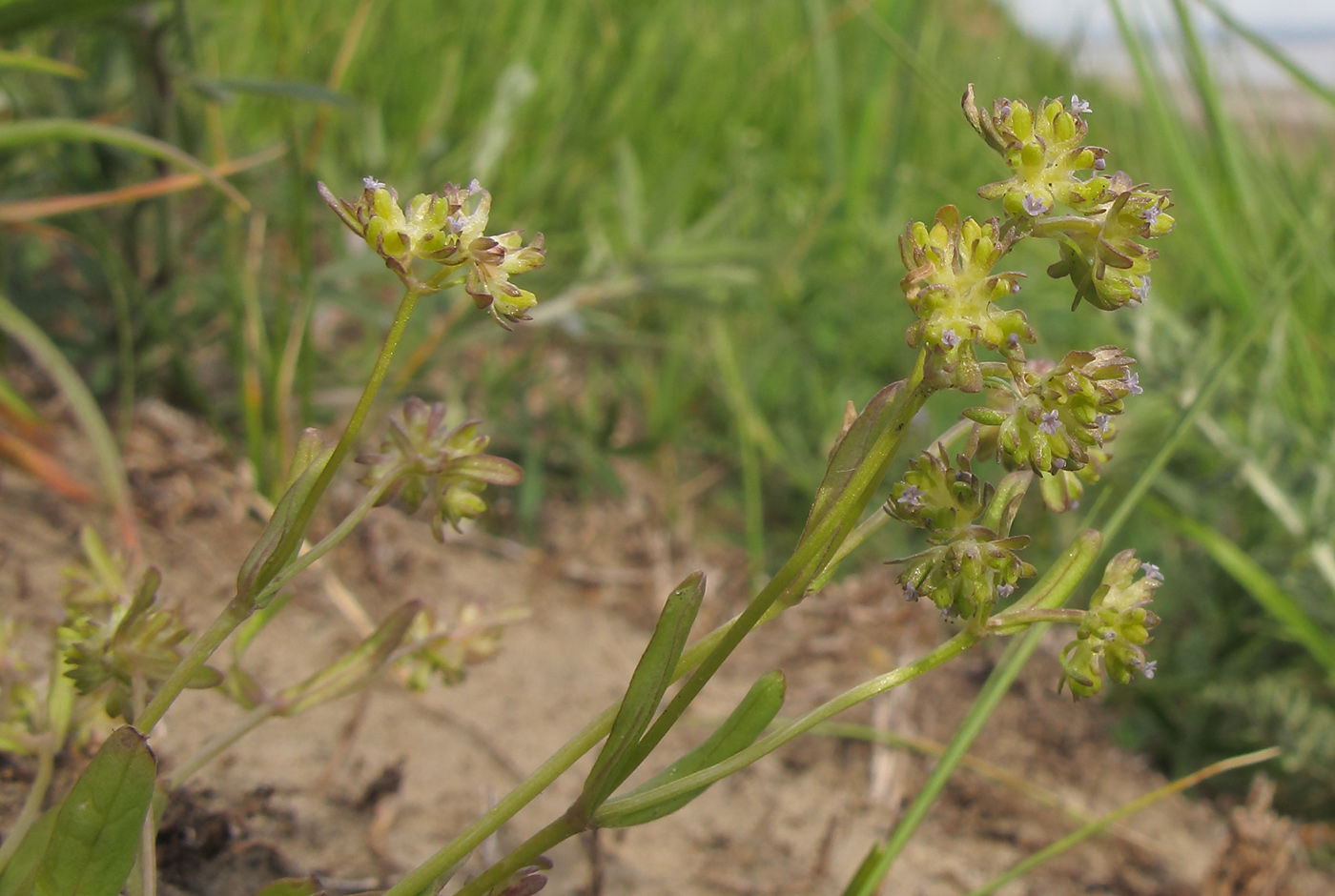 Image of Valerianella carinata specimen.