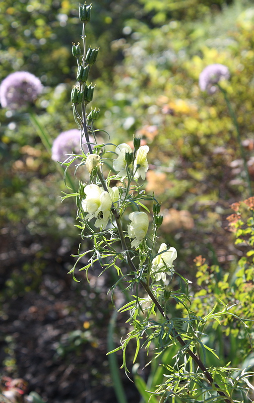 Изображение особи Aconitum anthoroideum.