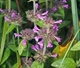 Clinopodium vulgare