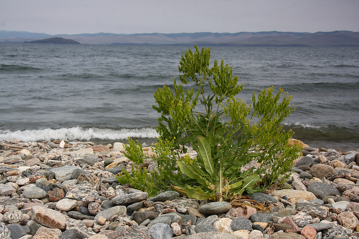 Image of Isatis oblongata specimen.