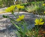 Crepis tectorum