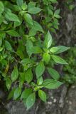 genus Parietaria