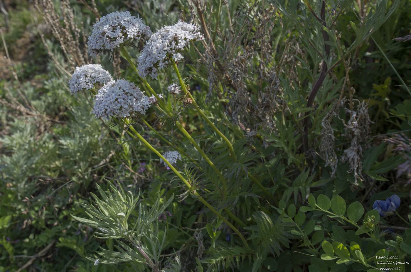 Image of Valeriana ajanensis specimen.