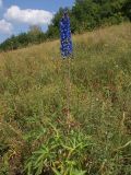 Delphinium dictyocarpum