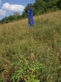 Delphinium dictyocarpum. Цветущее растение. Башкирия, Ишимбаевский р-н, гора Тратау. 28.07.2009.