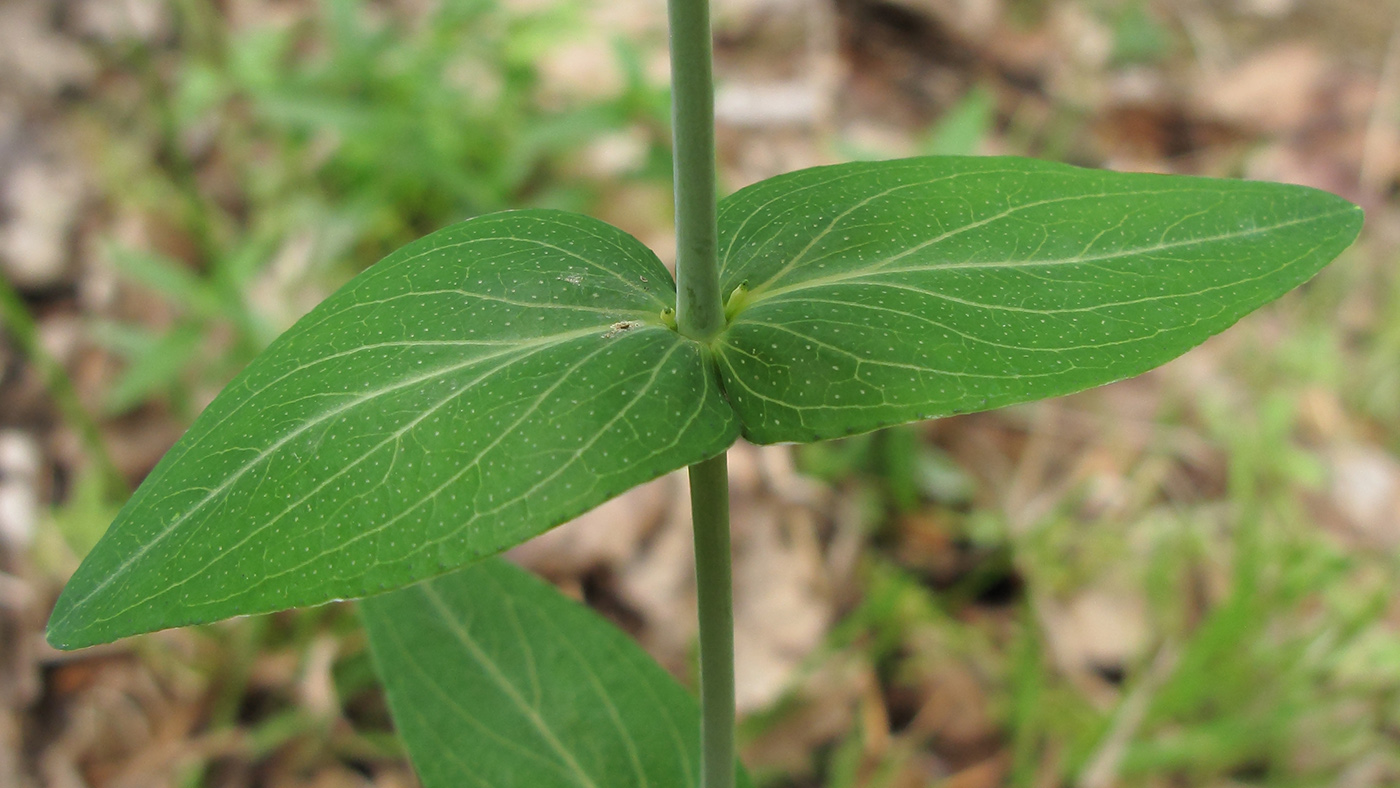 Изображение особи Hypericum maleevii.