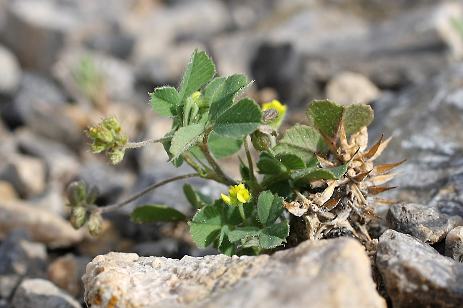 Image of Medicago lupulina specimen.