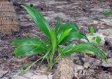 Cocos nucifera