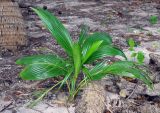 Cocos nucifera. Молодое растение. Андаманские острова, остров Нил, песчаный пляж. 02.01.2015.