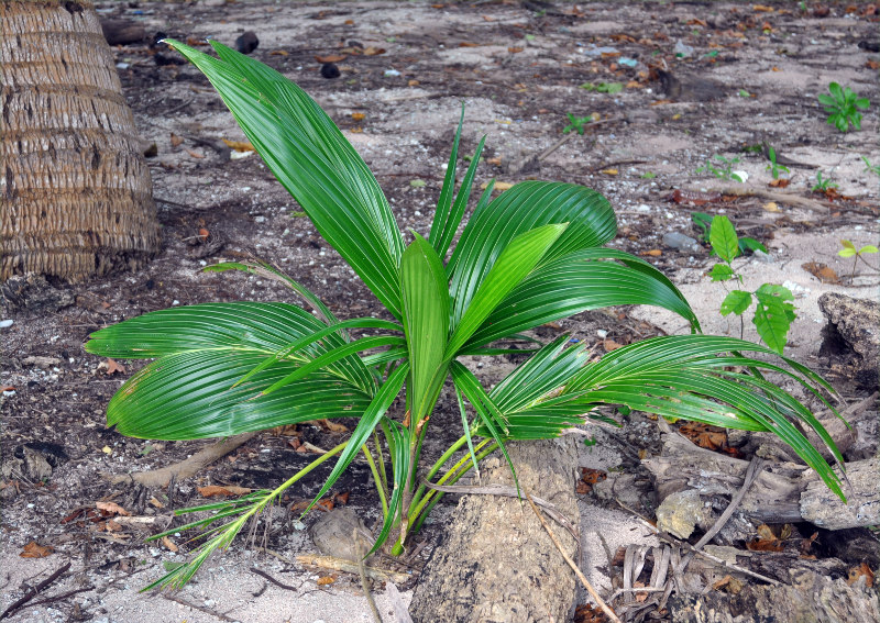 Image of Cocos nucifera specimen.