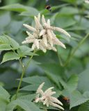 Aruncus dioicus