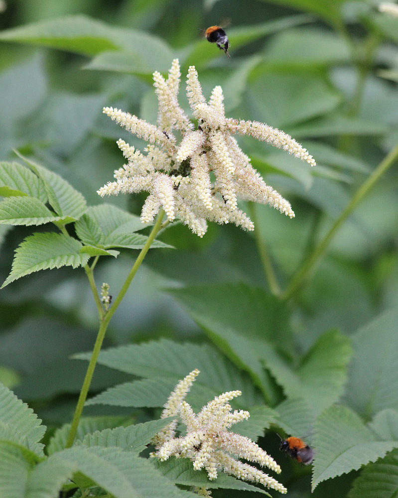 Image of Aruncus dioicus specimen.