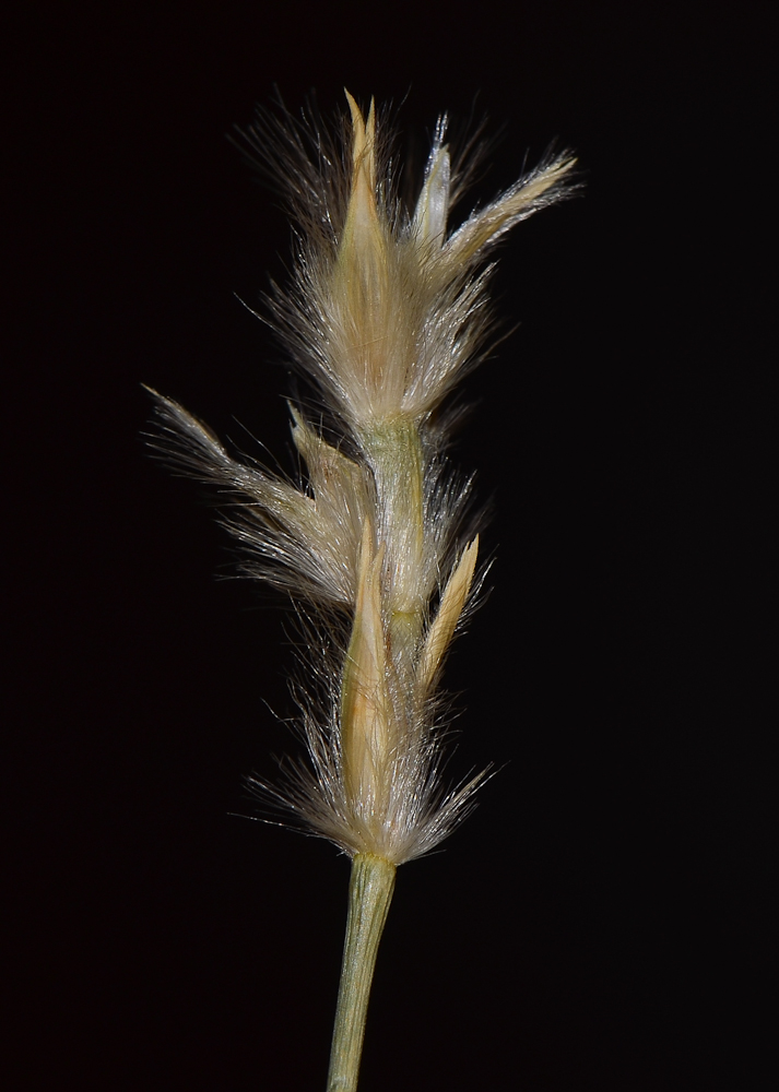 Image of Lasiurus scindicus specimen.