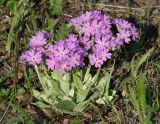 Primula farinosa