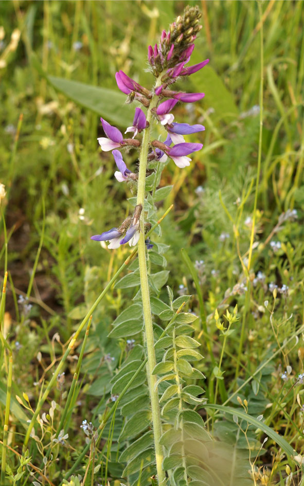 Image of Oxytropis ferganensis specimen.