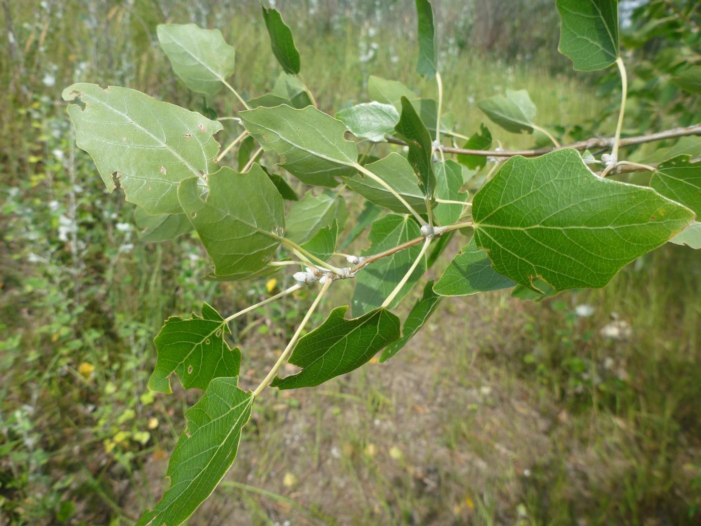 Image of genus Populus specimen.