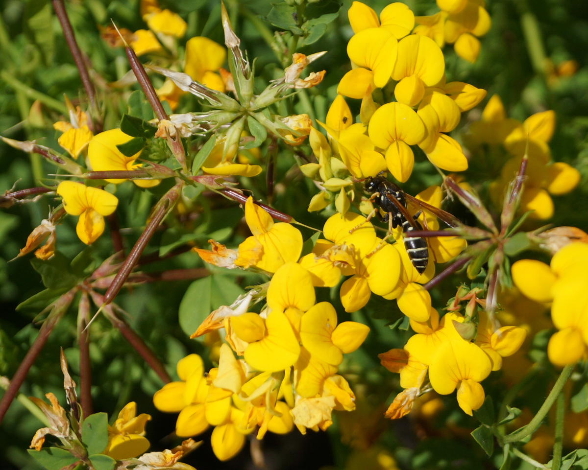 Изображение особи Lotus corniculatus.