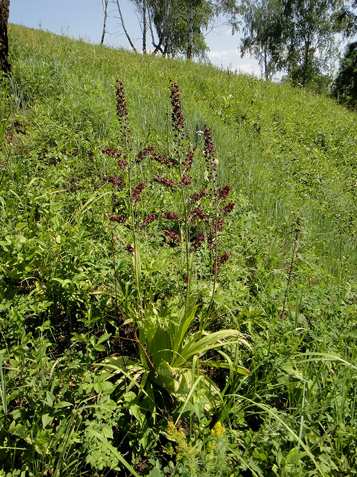 Изображение особи Veratrum nigrum.