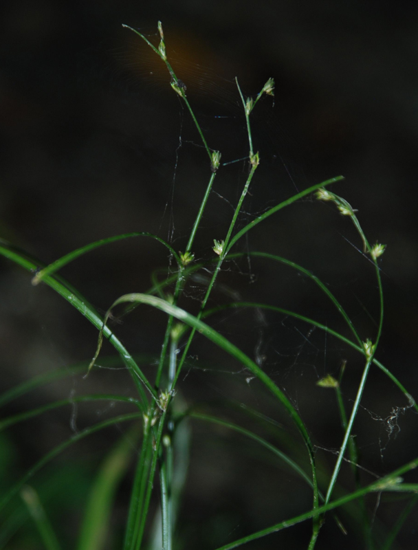 Image of Carex remota specimen.