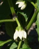 Capsicum annuum