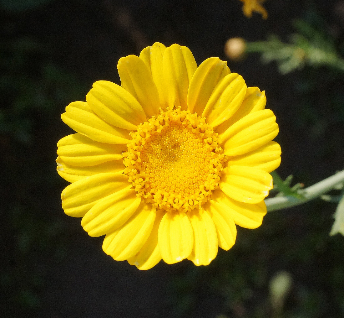 Image of Glebionis coronaria specimen.