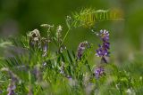 Vicia tenuifolia. Верхушка растения с соцветиями. Татарстан, Нижнекамский р-н, дер. Благодатная, южный склон, дубрава. 31 мая 2015 г.