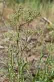 Gypsophila fastigiata