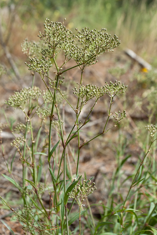 Image of Gypsophila fastigiata specimen.