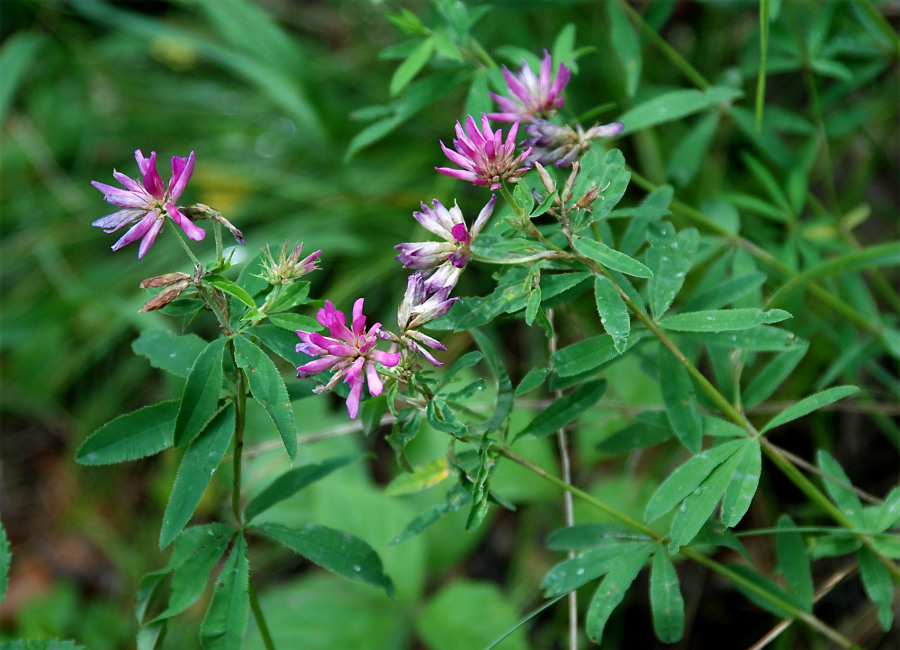 Image of Trifolium lupinaster specimen.