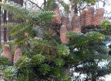 Abies koreana